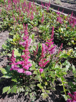 Астильба «Вижин ин Ред (Vision in Red)»